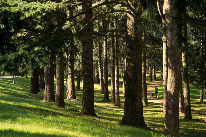 La forêt du parc de Parilly