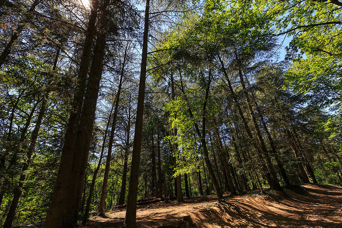 Sentier de Sacuny