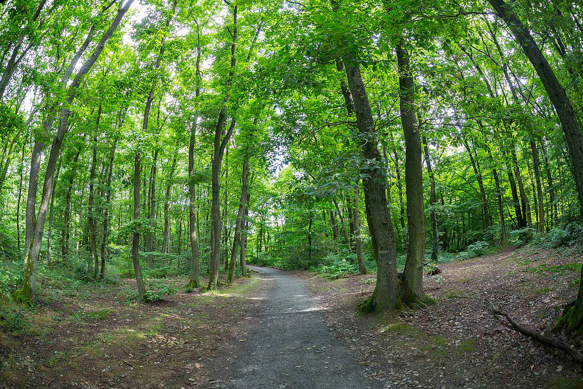 Sentier du Bois de Serres