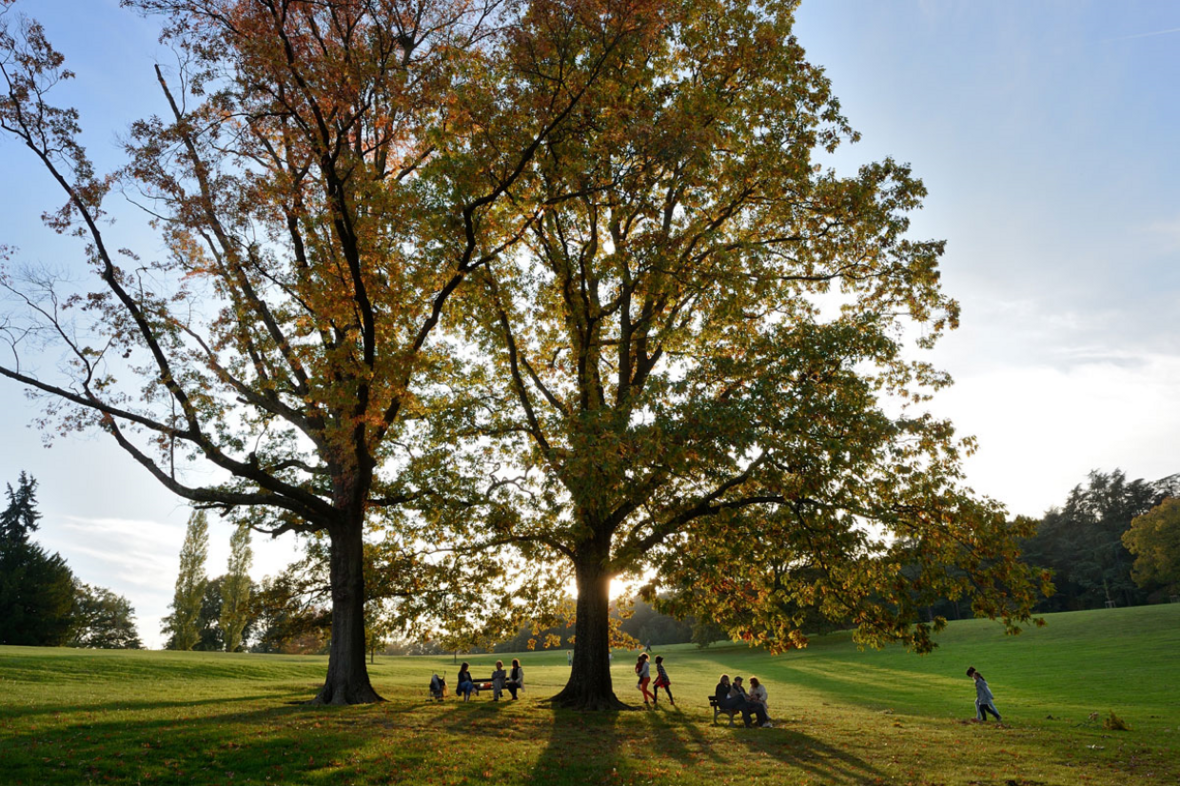 Une photo d'un arbre dans le domaine de Lacroix-Laval