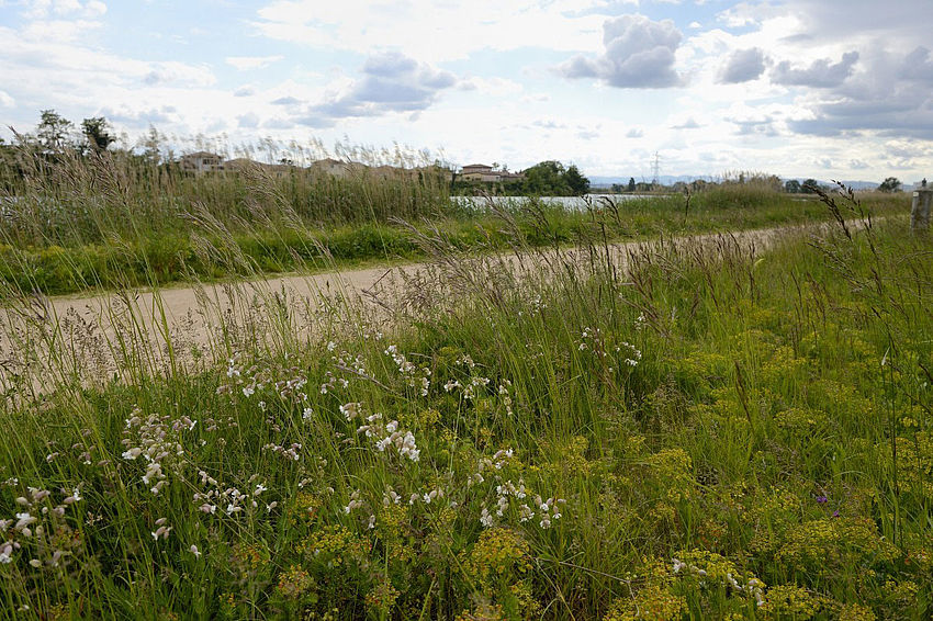 Le canal de Jonage