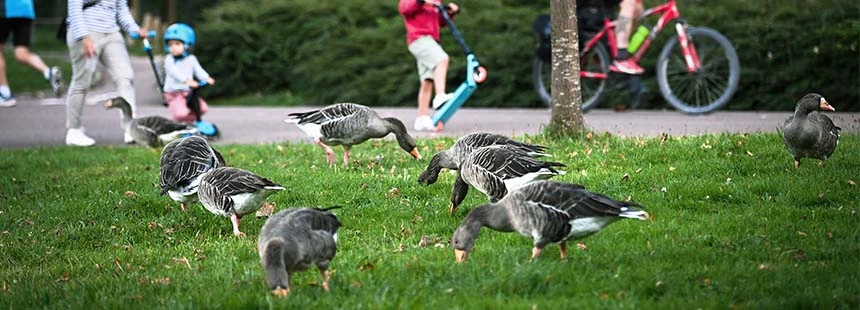 Photo des oies sauvages au parc, avec des enfants derrière