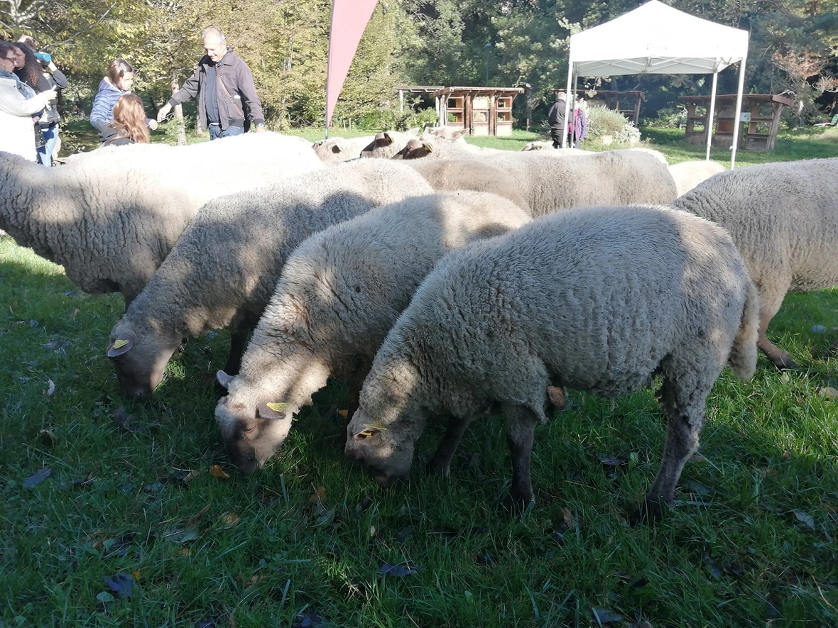 Une photo de moutons lors de la transhumance du Grand Lyon