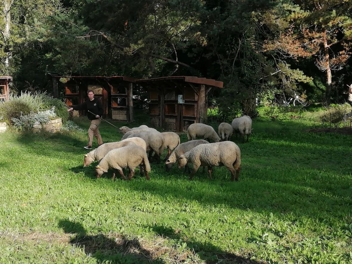 Une photo de moutons lors de la transhumance du Grand Lyon