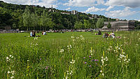 Le parc de Saône