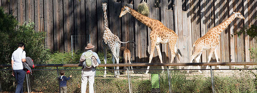 Le parc zoologique du parc de la Tête d'Or