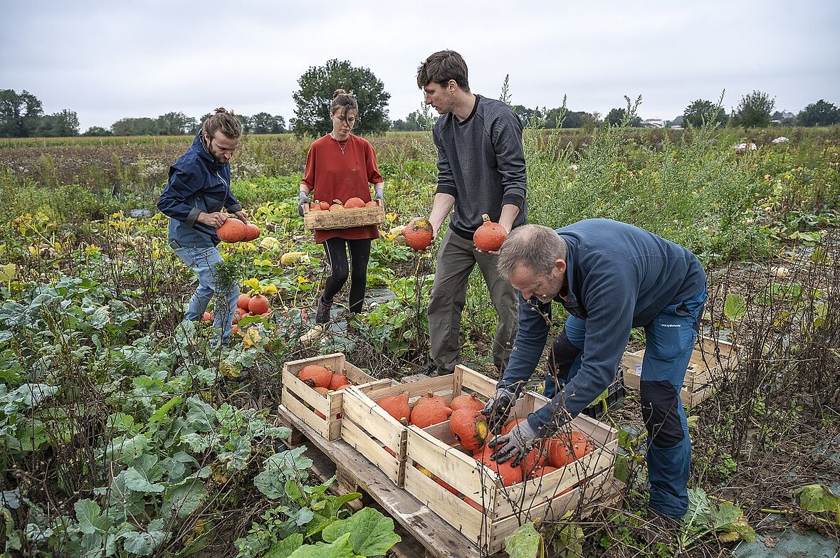 Des personnes en plein ramassage des courges sur la ferme métropolitaine