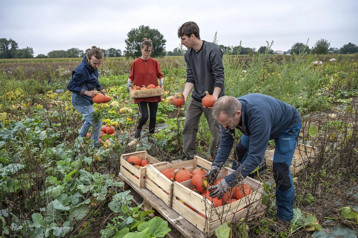 Des personnes en plein ramassage des courges sur la ferme métropolitaine