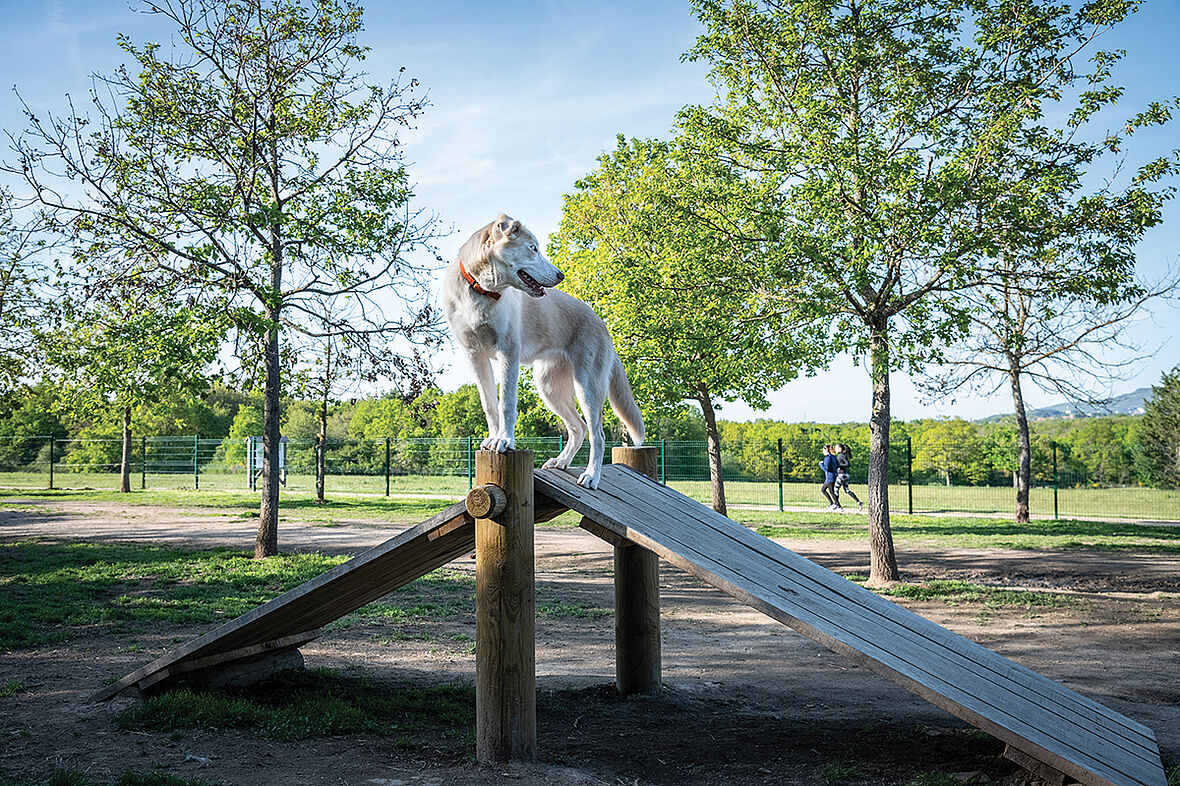 un chien est en haut d'un obstacle sur un parcours d'agility dans un parc