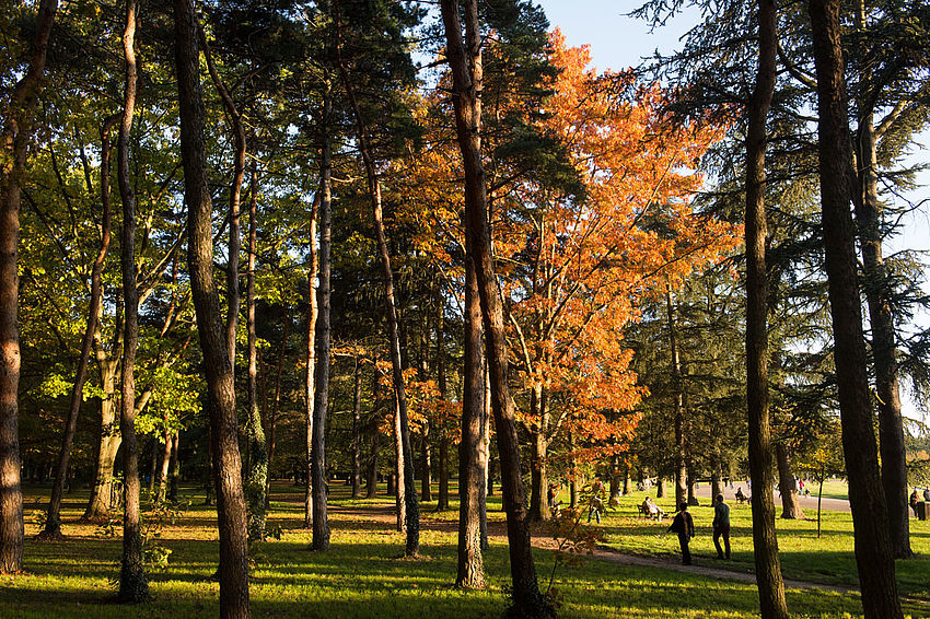 Le parc de Parilly