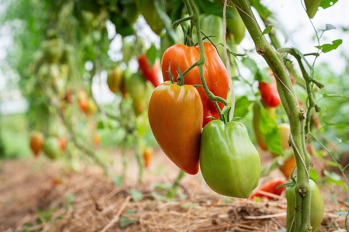 Une photo de tomates en train de murir