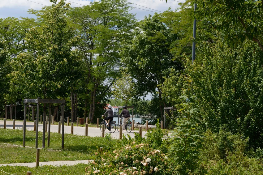 La végétation du canal de Jonage