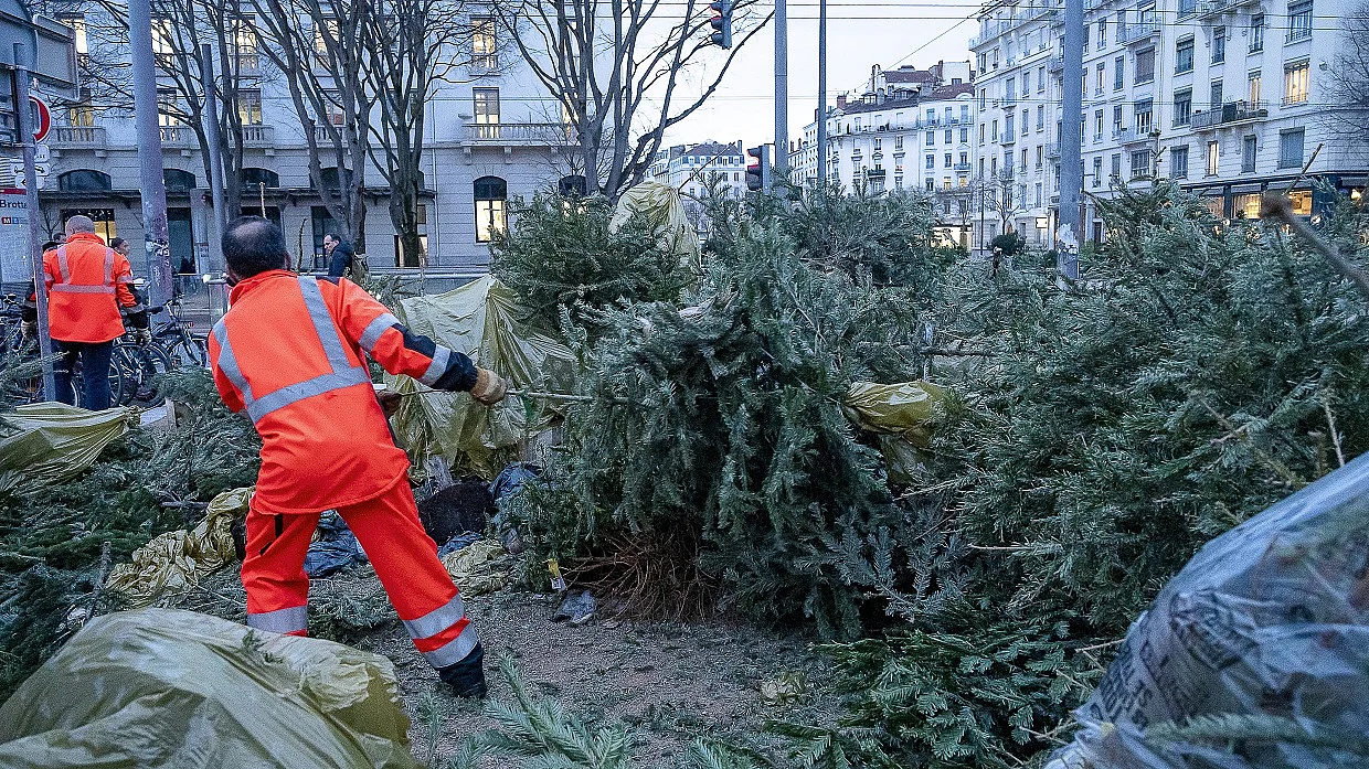 Un agent métropolitain ramasse des sapins de Noël sur un point de collecte