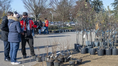 Distribution d'arbres le 22 novembre 2025 au Parc de Parilly
