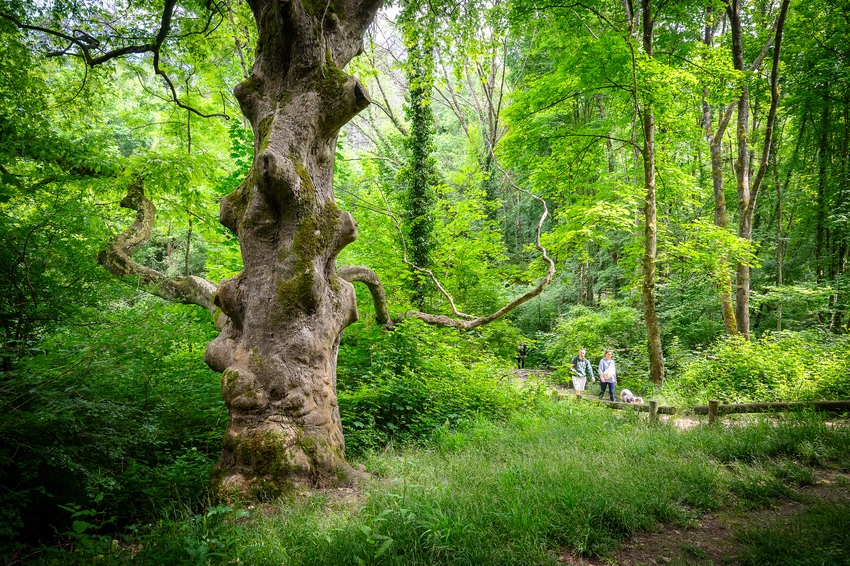 Une photo du grand platane dans le parc