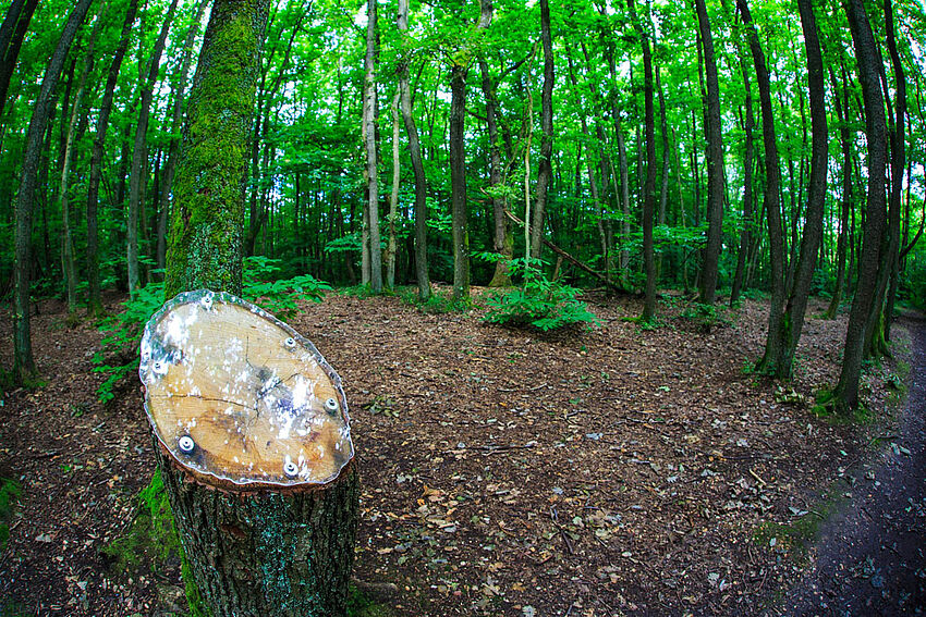Sentier du Bois de Serres