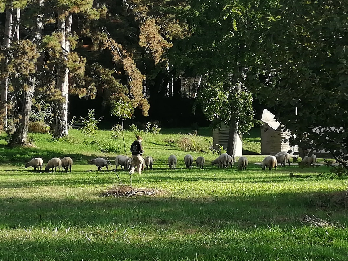 Une photo de moutons lors de la transhumance du Grand Lyon