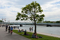 Les berges du Rhône