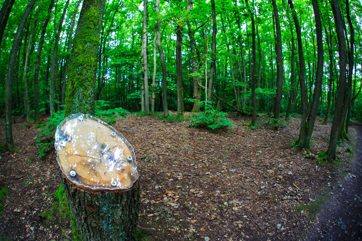 Sentier du Bois de Serres