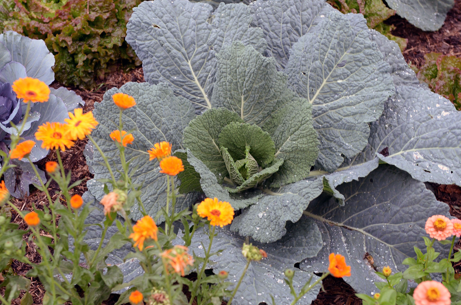 Le parc de Saint-Priest, le potager